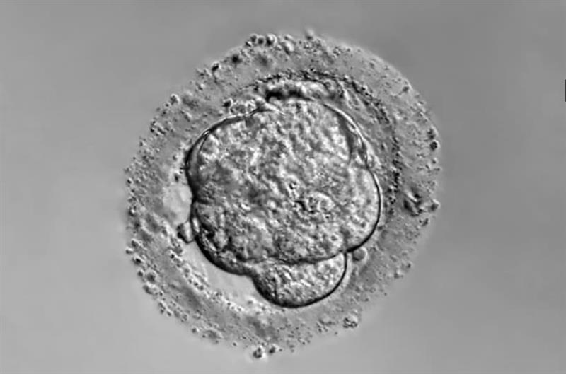Научниците успешно измениле ДНК на човечки ембриони- новата техника овозможува менување на особините на бебињата 