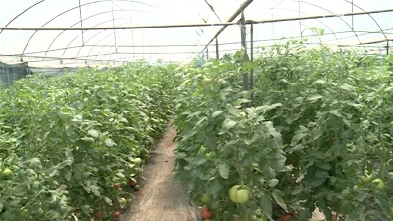Земјоделците загрижени поради падот на откупните цени на доматите за двојно