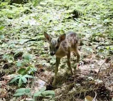 На Пелистер спасена мала срна која била нападната од куче (ВИДЕО)