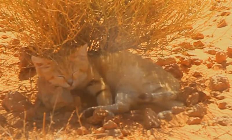 Фотограф ставил видео на Јутјуб, па случајно открил дека во Либија постои песочна мачка (ВИДЕО)