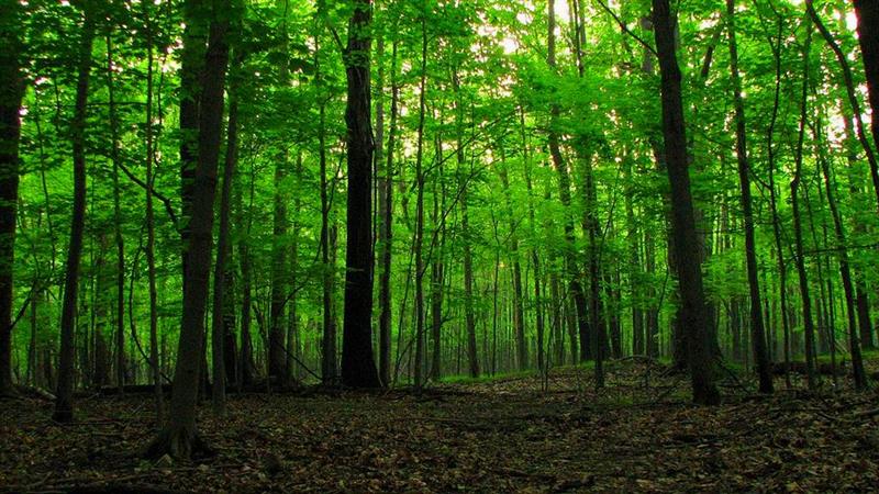 Од 1 јули  се потребни дозволи за движење низ шуми 