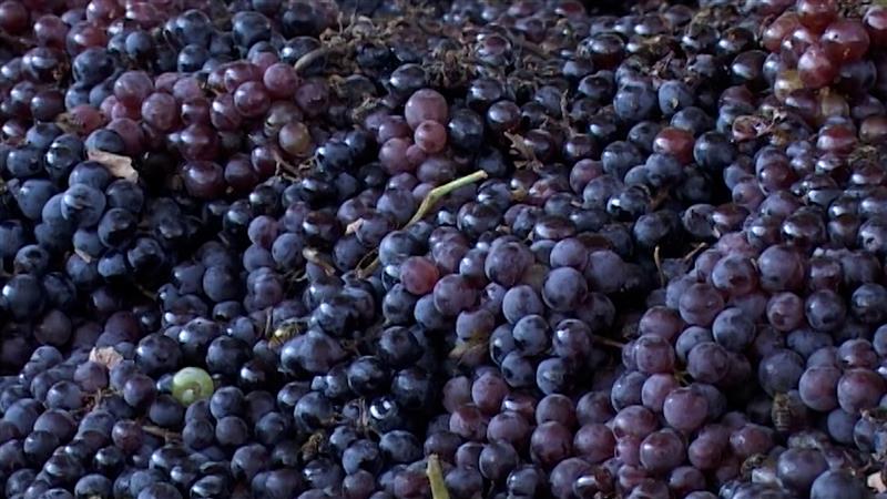 Во пресрет на бербата дел од лозарите стравуваат дека родот можеби ќе остане неоткупен