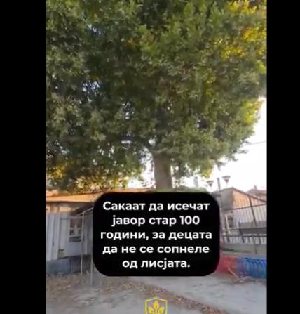 Директорката на ООУ Кочо Рацин Прилеп за сигурност на децата сака да пресече дрво старо над 100 години 