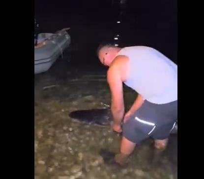 Видео: На Неретва уловен сом од скоро два метри