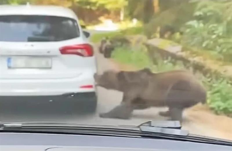 Мечка растури автомобил пред шокираните возачи во колоната: Не смеете да застанете (ВИДЕО)