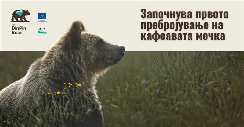 Колку мечки има во Македонија?