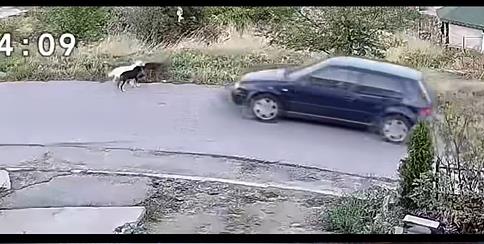 Вознемирувачко видео: Возач во Пробиштип прегази кучиња покрај патот
