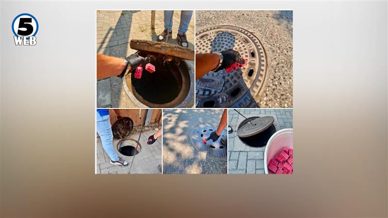 Глодари ги вознемирија жителите кај ТЦ „Буњаковец“ и ООУ „Песталоци“