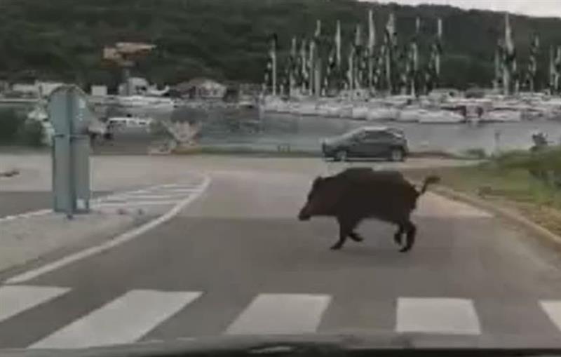 Крдо од 12 диви свињи се прошетаа низ центарот на Солун (ВИДЕО)