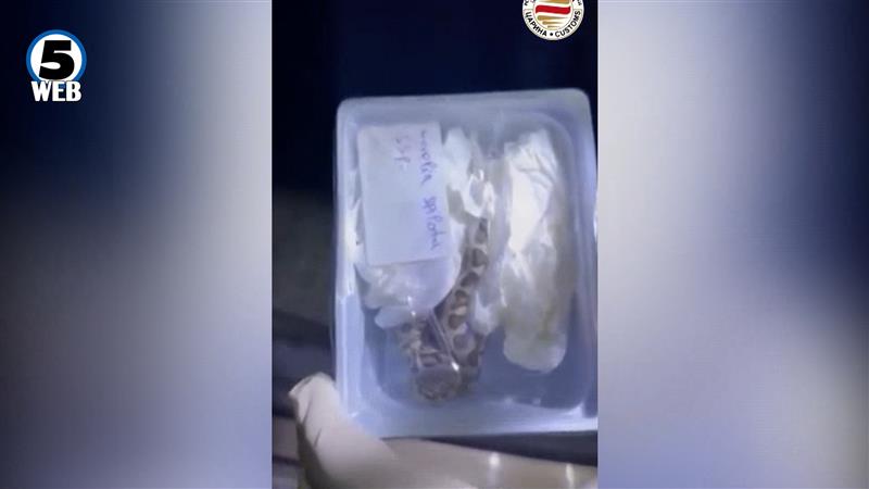 Царинска управа: На Богородица спречен шверц на заштитени видови змии 