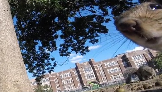 Верверичка украла GoPro камера (видео)
