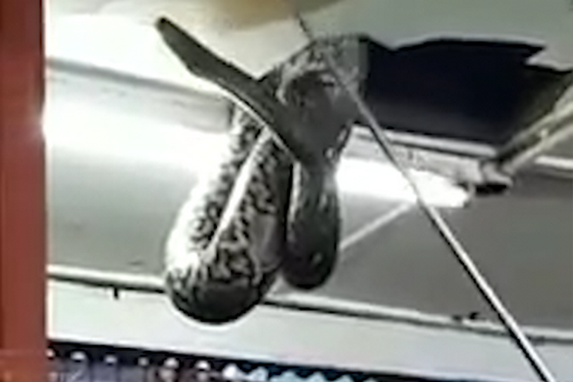Е ова не би сакале да го видите во ресторан (видео)
